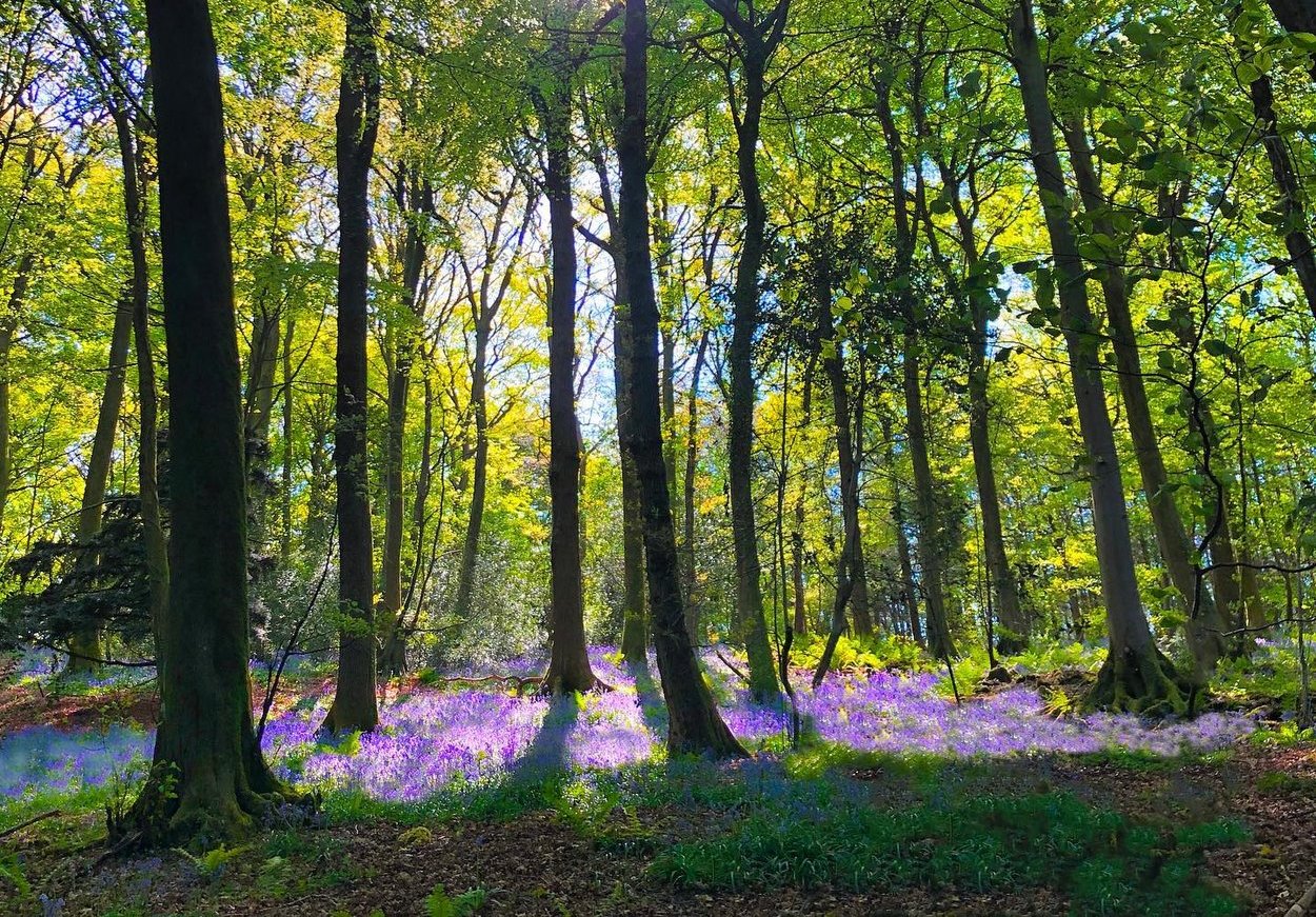 @shirls_lawton Bluebells Whitestone